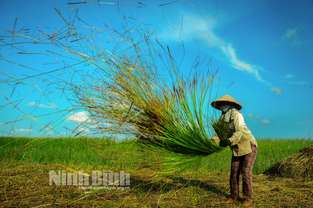 Kim Sơn, mùa thu hoạch cói