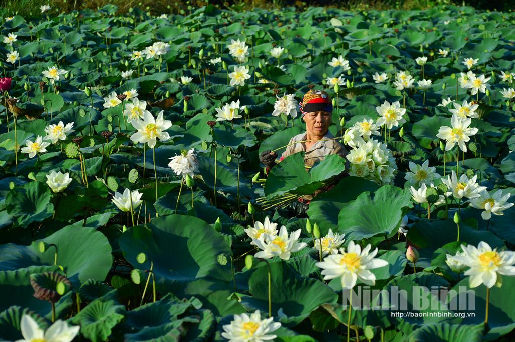 Lặng thầm hương sen