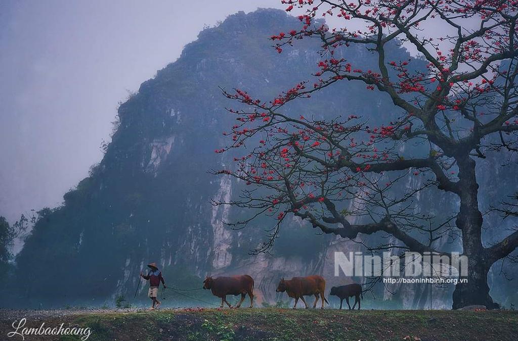 Tháng Ba, mùa hoa gạo