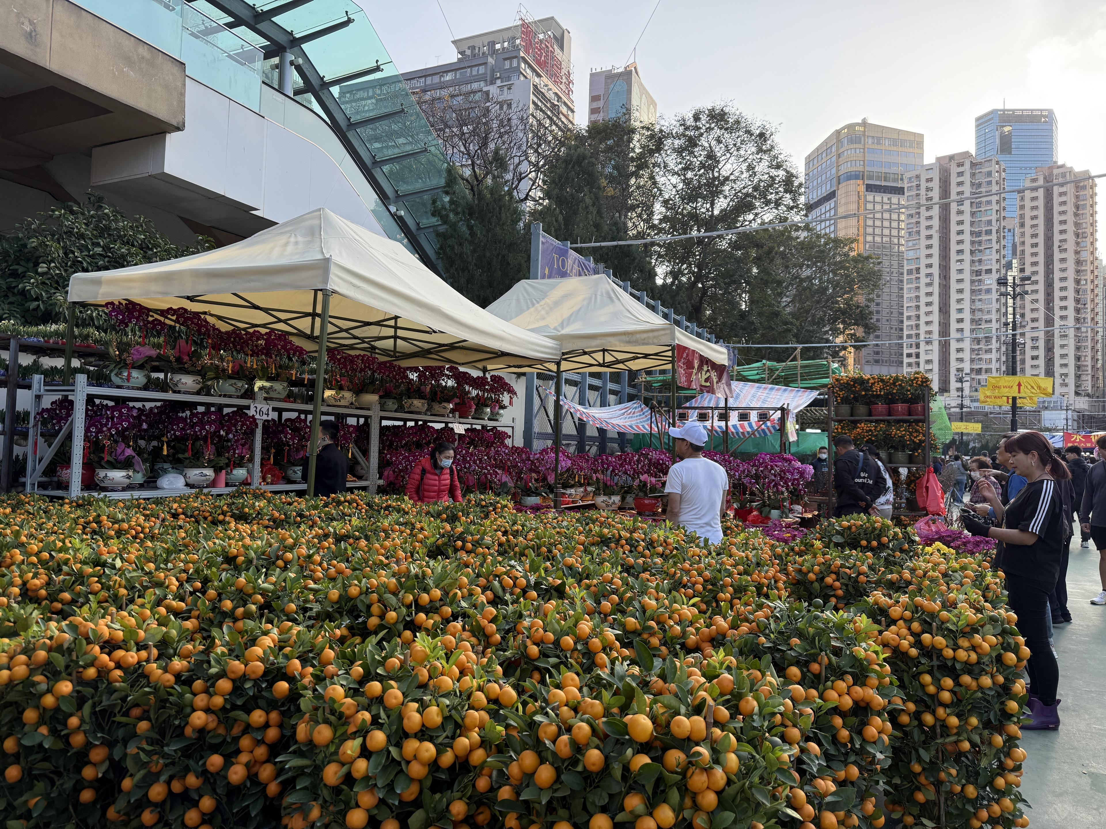 Quất vàng được người dân Hồng Kông đặc biệt yêu thích để trang trí nhà vào dịp Tết.