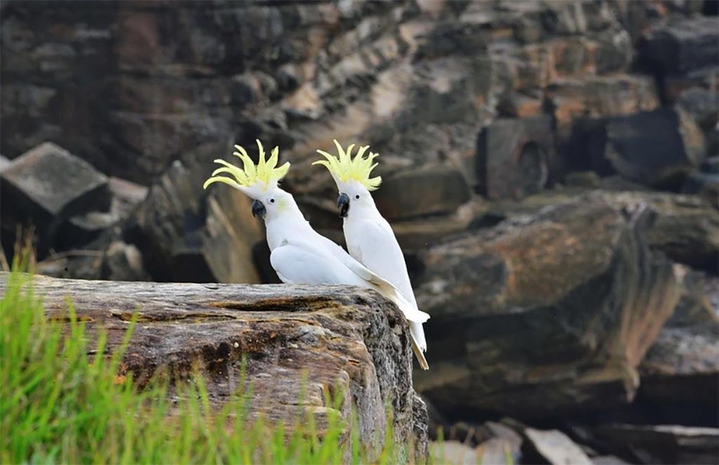 Những chú vẹt mào lưu huỳnh ở thành phố Sydney, Australia. (Nguồn: AP)